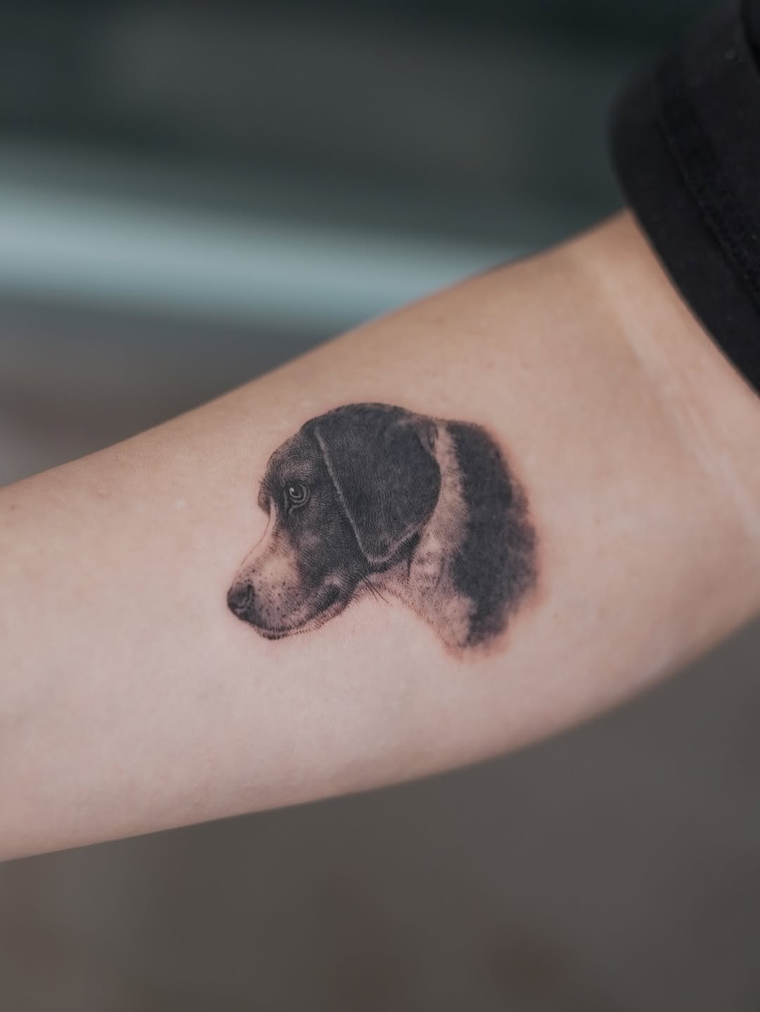Animal, 판다
