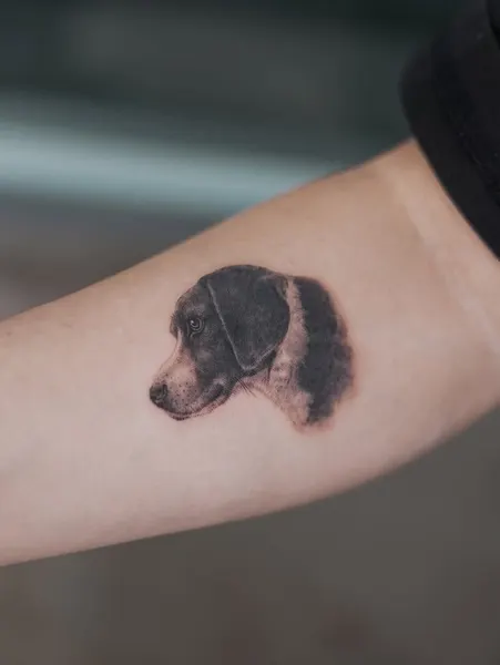 Animal, 판다