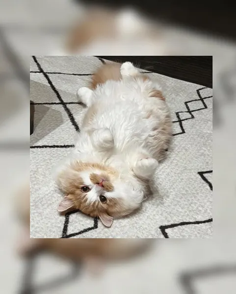 Animal, 버섯