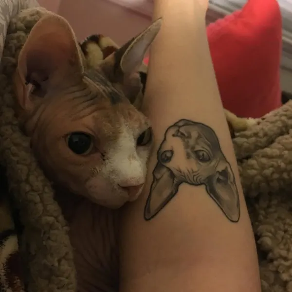 Animal