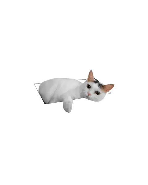 고양이