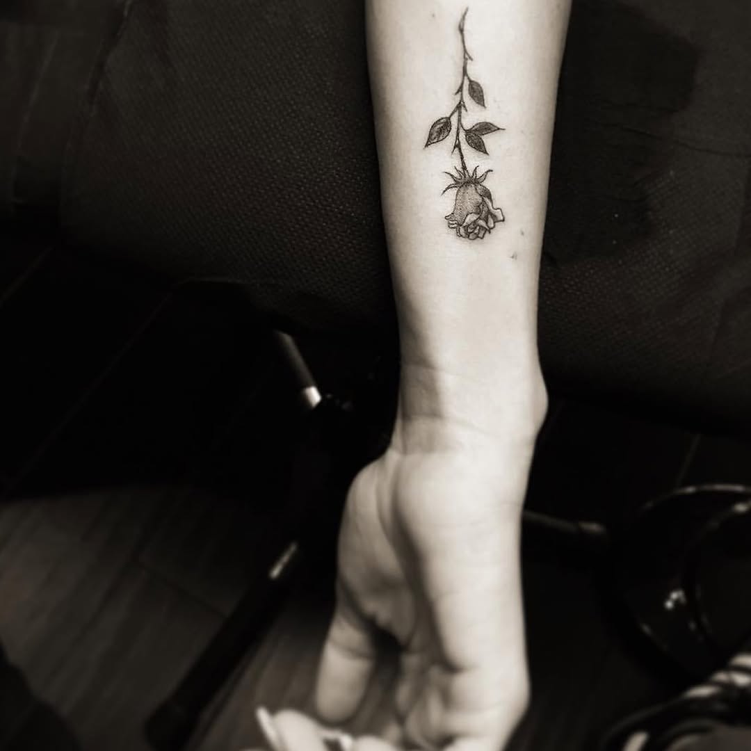 Flower, Rose