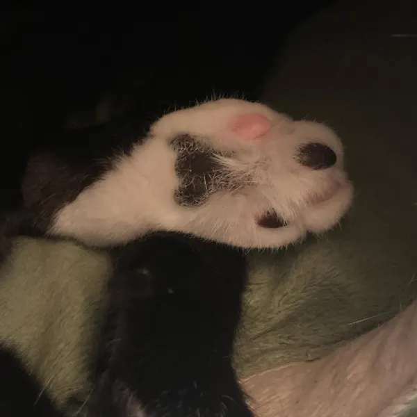 Animal