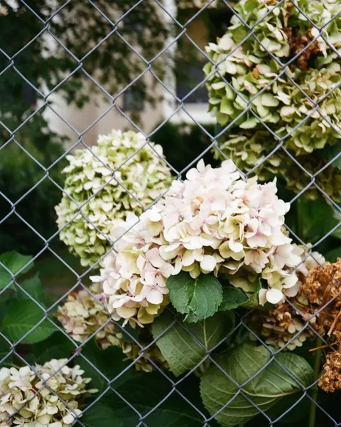 Flower, 수국