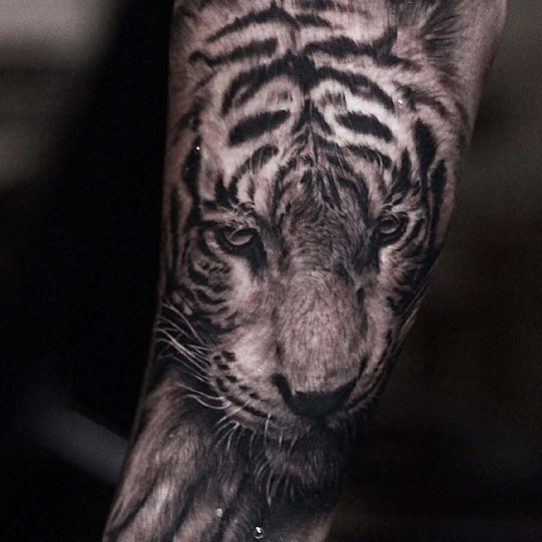 Tiger, 중국 호랑이, 한국 호랑이, 치타