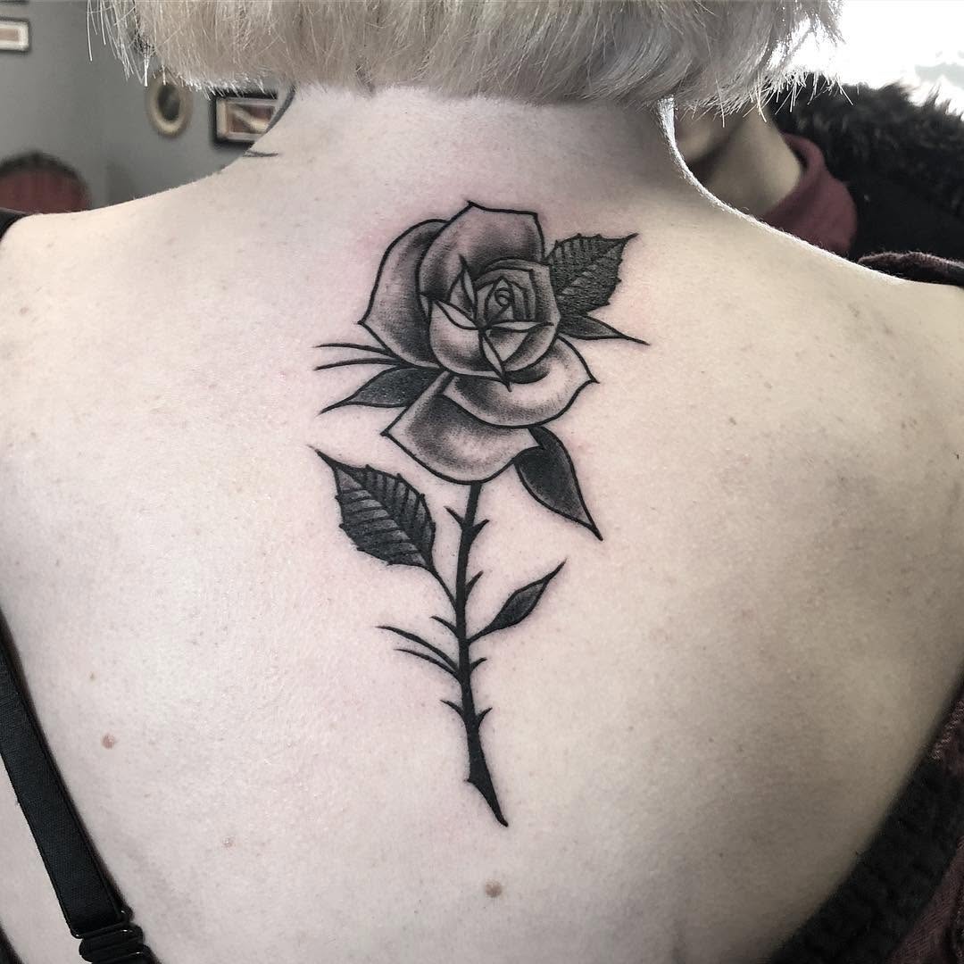 Flower, Rose, Nature