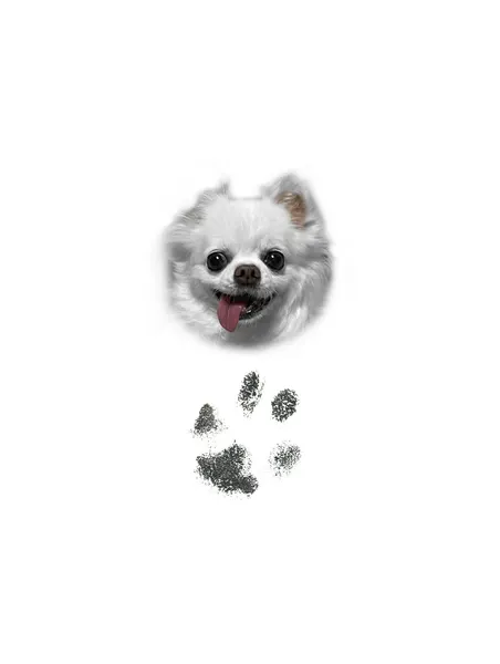 반려동물