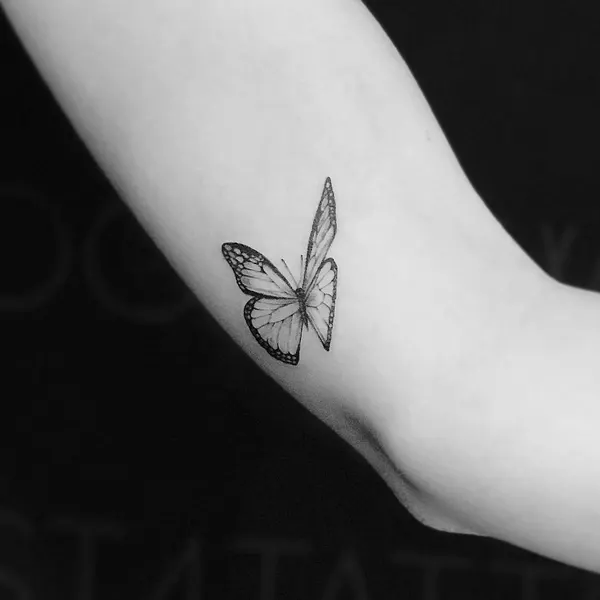 Nature, Animal, 나비, 동백꽃