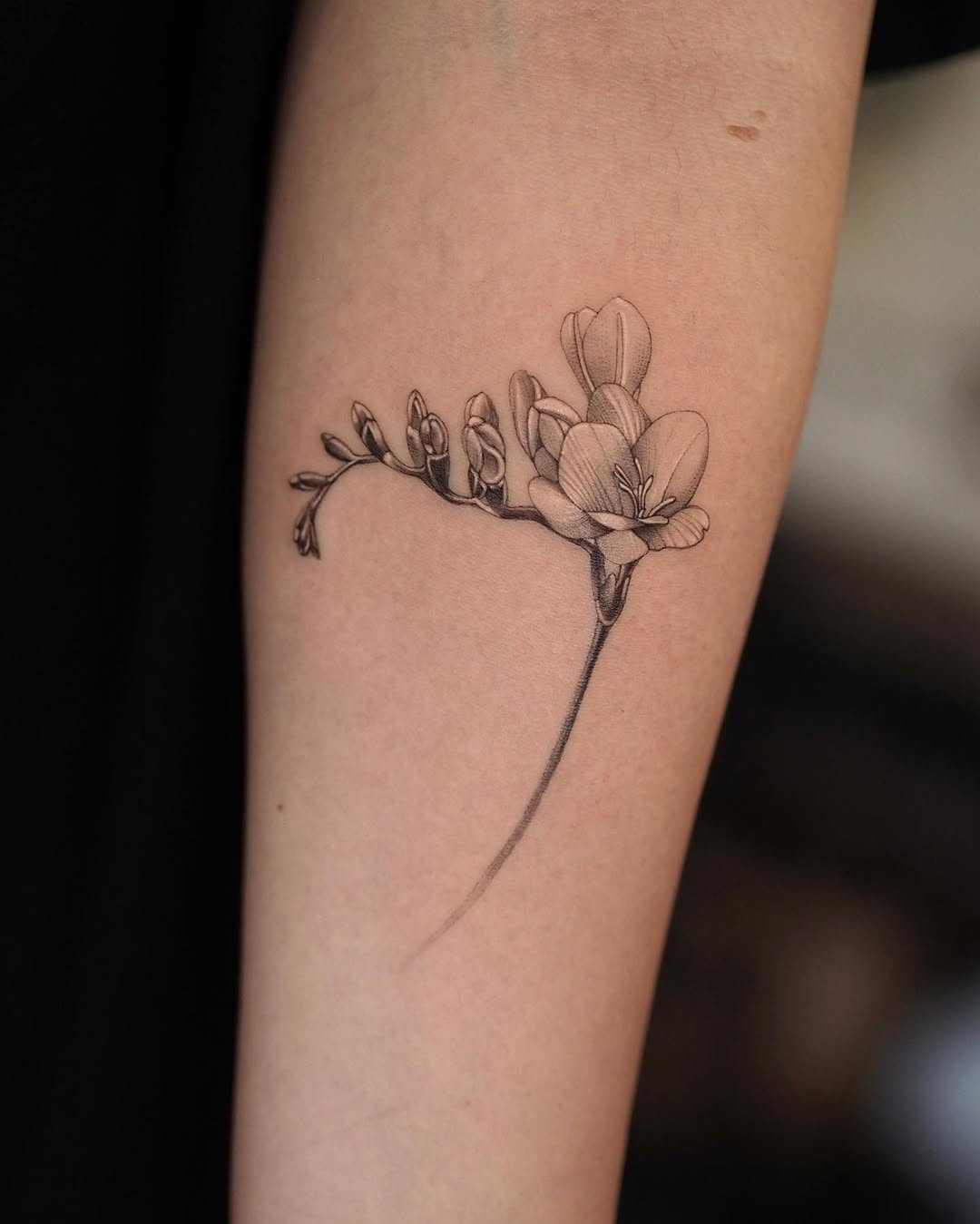 Flower, 풀, 올리브 가지, 고사리, 민들레, 야생화, 나뭇가지