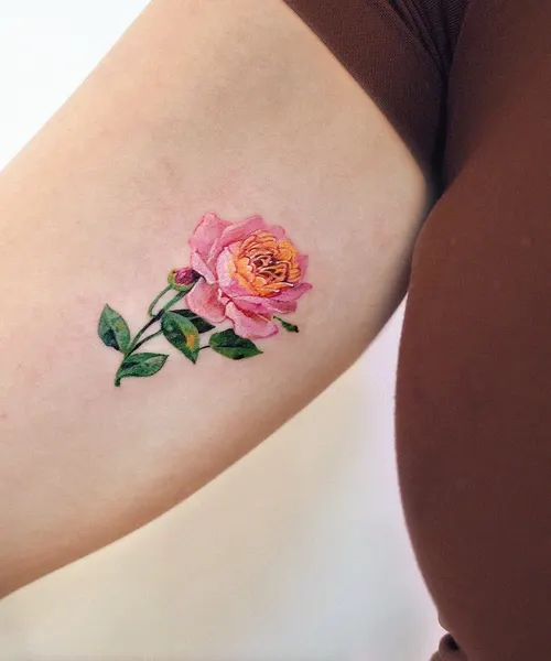 Flower, Rose, Nature
