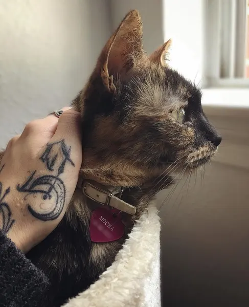 Animal