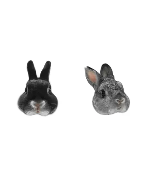 Animal, 토끼