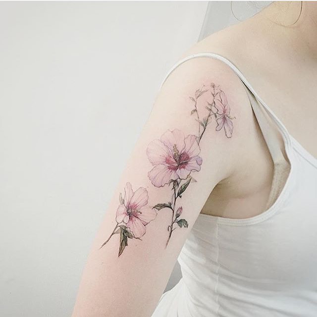 Flower, Rose, 모란