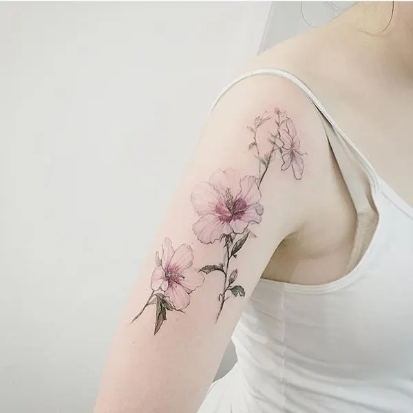 Flower, Rose, 모란