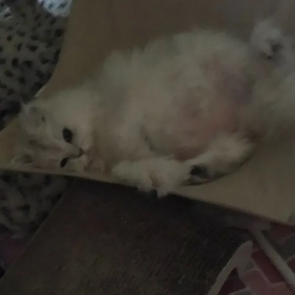 sisi.lovelove