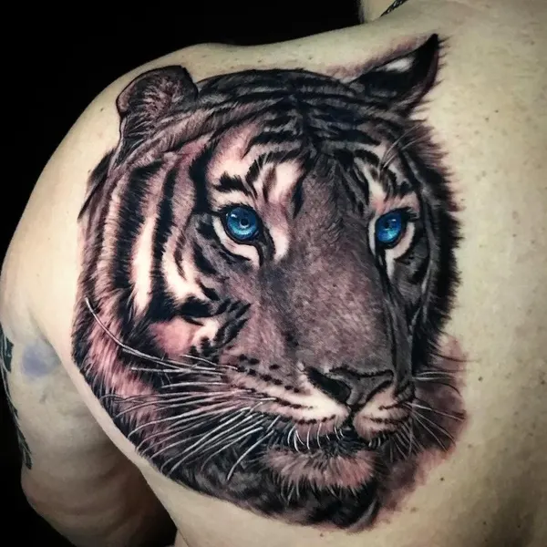 Tiger, 중국 호랑이, 재규어, 한국 호랑이