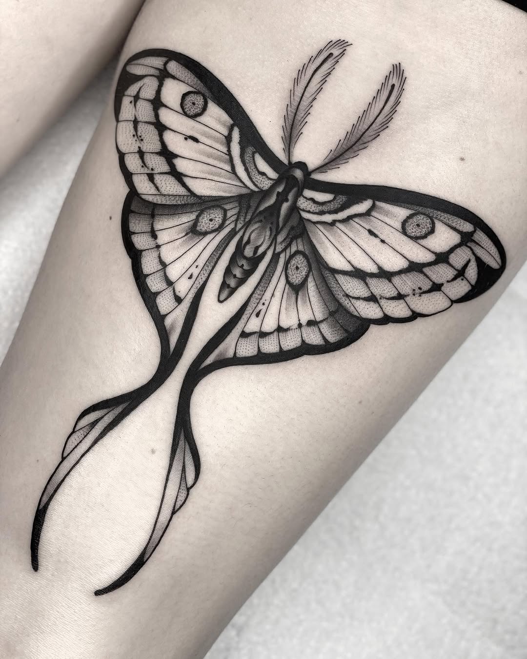 Animal, Nature, 나방