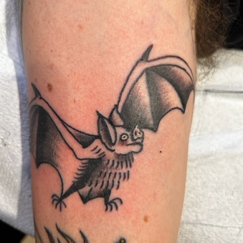 박쥐, Dragon