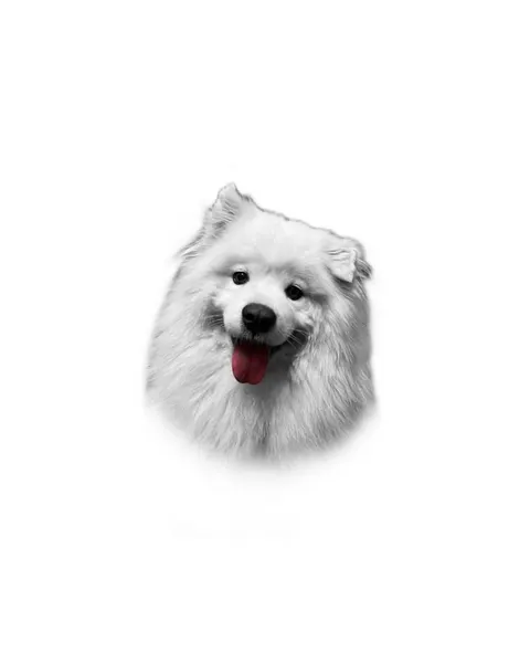강아지