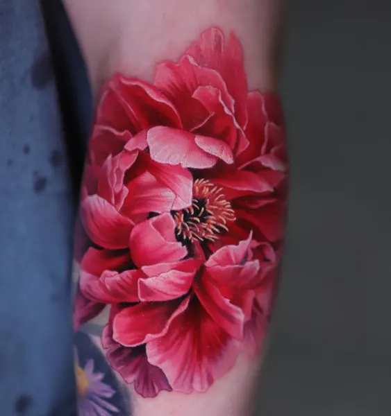 Flower, Rose, 모란, 양귀비, 히비스커스