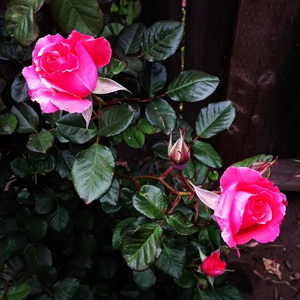 Flower, Rose, Nature