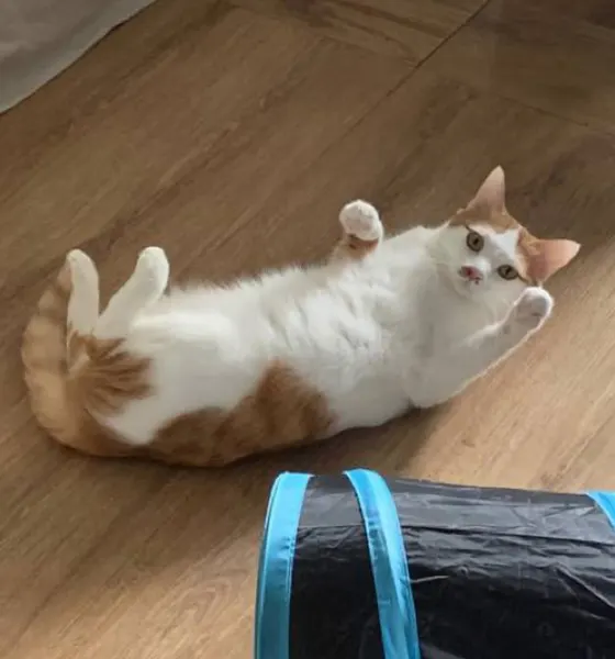 여우 가면, 텐구, 마네키네코