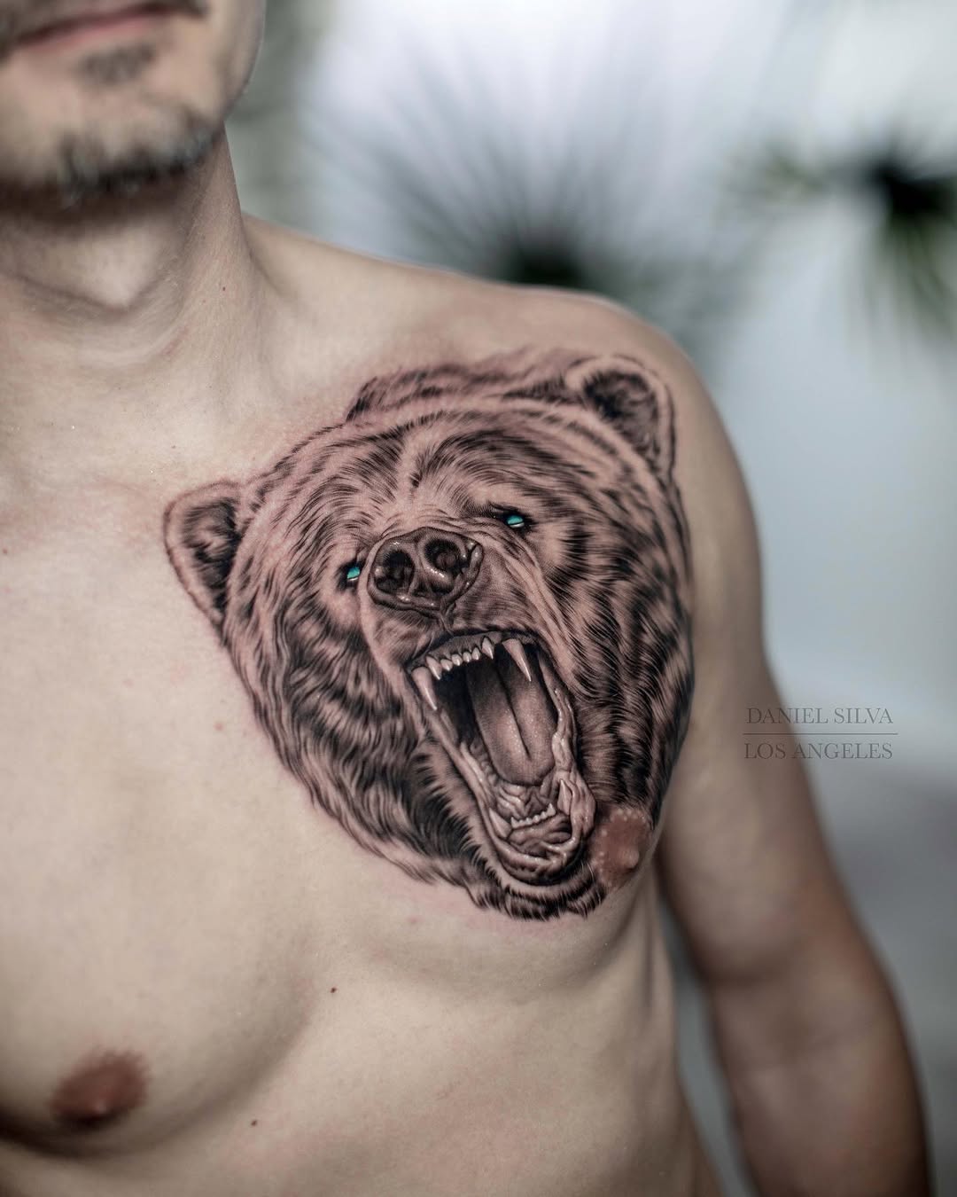 Animal, 곰