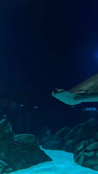 criseck