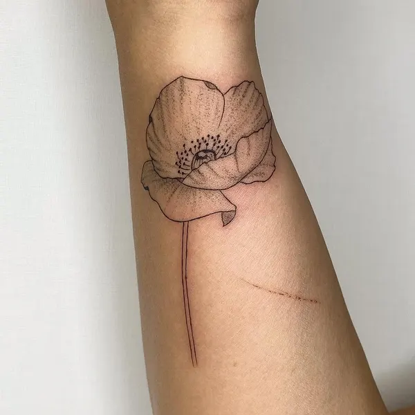 Flower, Rose, 양귀비