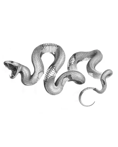 Snake
