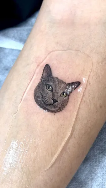 고양이