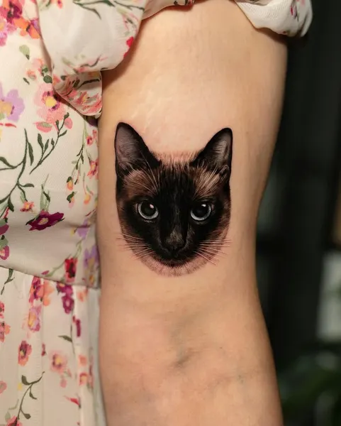 고양이
