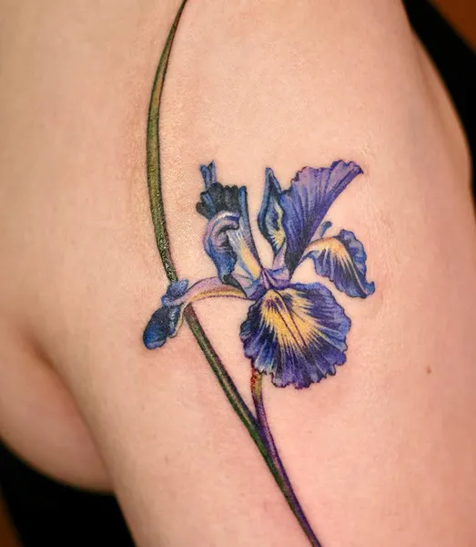 Flower, 아이리스, 백합, 난초, 튤립