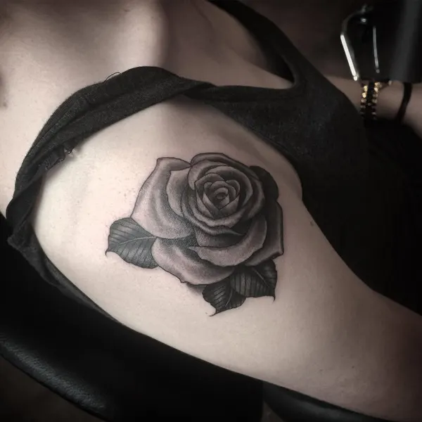 Flower, Nature, Rose