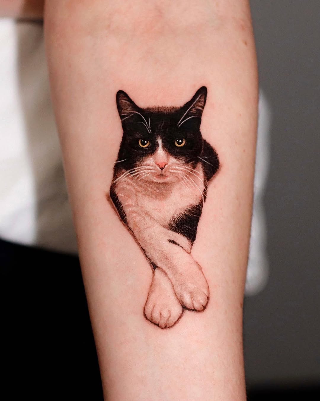 고양이