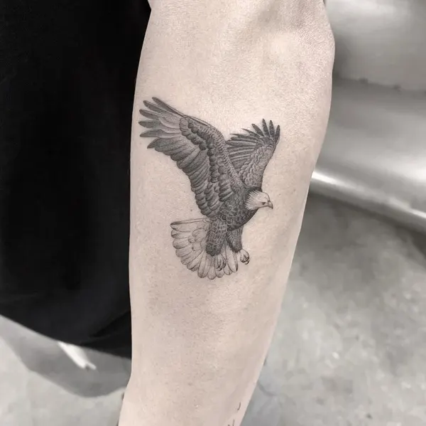 학, 수탉, 그리핀, 까마귀, 독수리, 날개, 한국 학