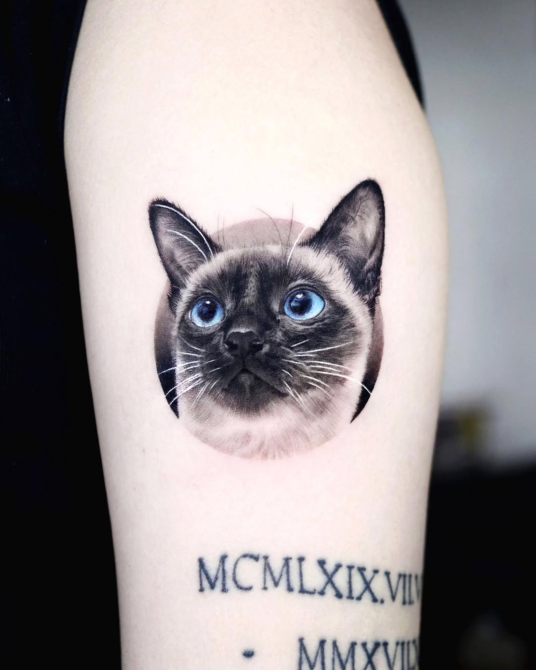 고양이