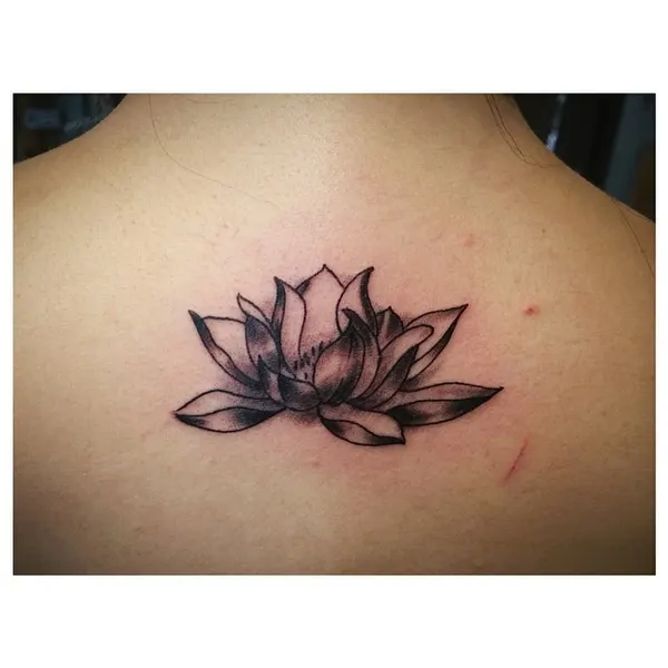 Flower, 연꽃