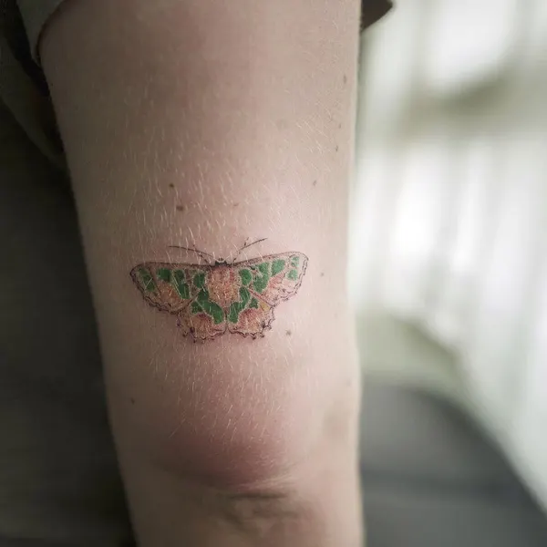Animal, Nature, 나방
