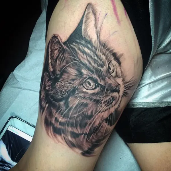 Animal