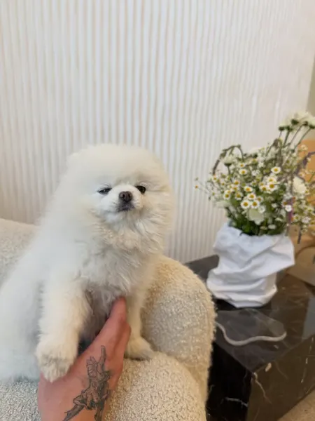날개, 천사, 페가수스, 천사 날개, 제비, 불사조, 비둘기