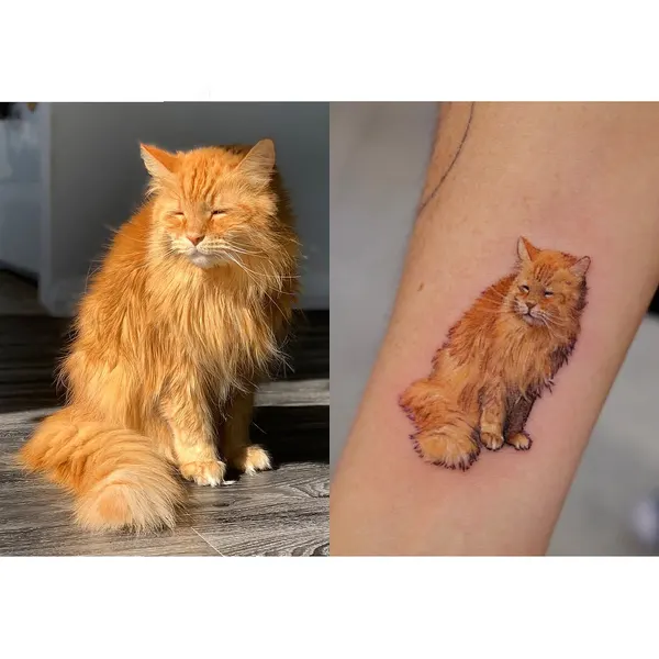 Animal, 고양이