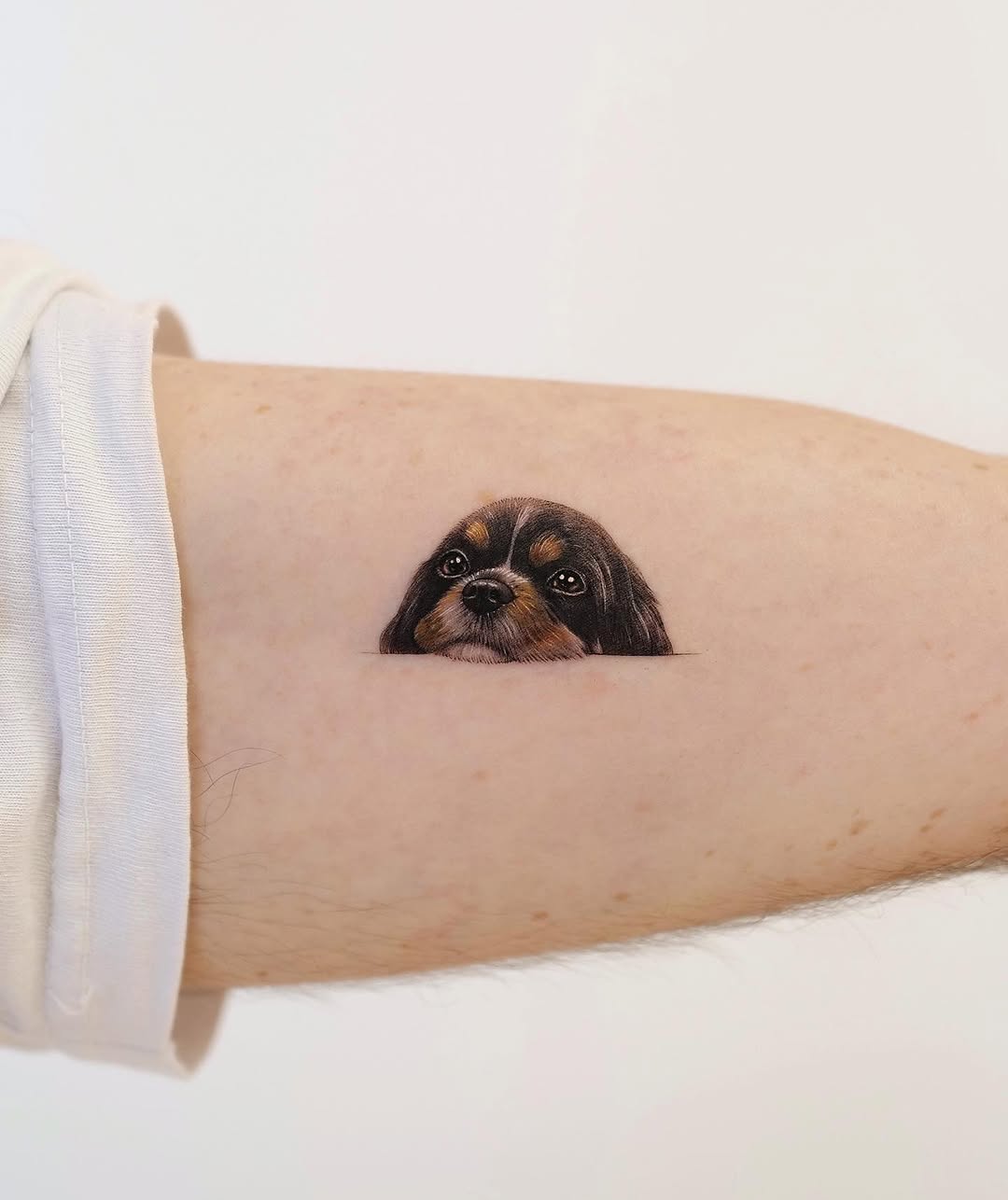 Animal