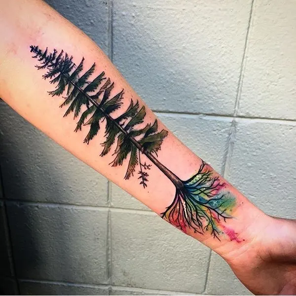 Nature, 고사리, 소나무, 야자수