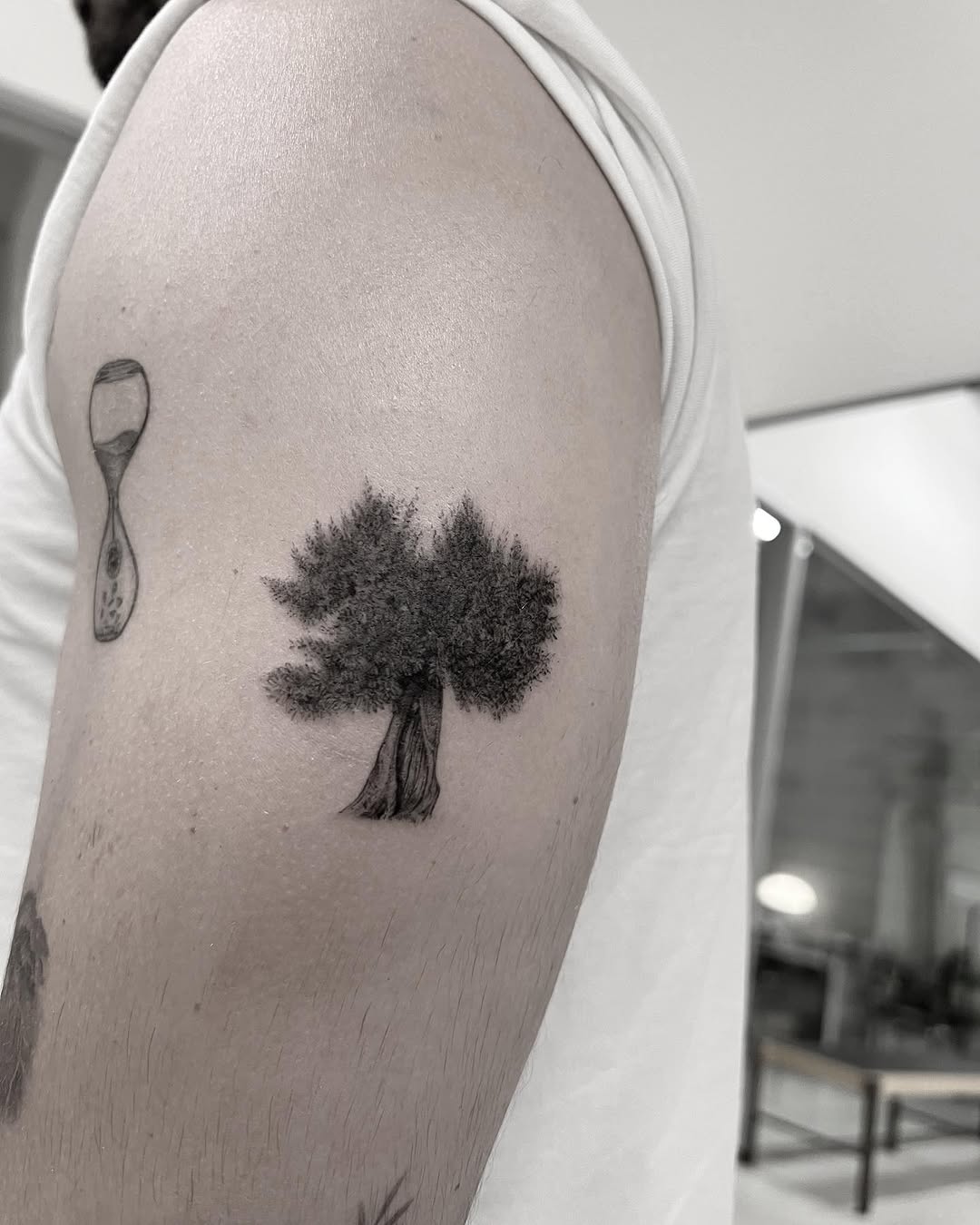 Nature, 나무, 단풍잎, 소나무, 뿌리, 민들레, 은행잎