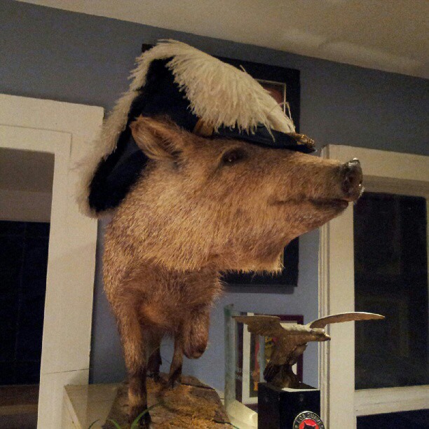 Animal