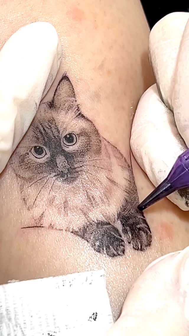 고양이