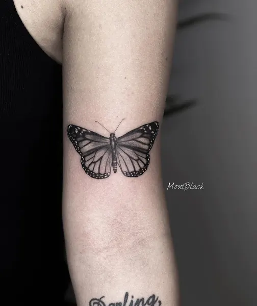 Animal, Nature, 나방, 나비