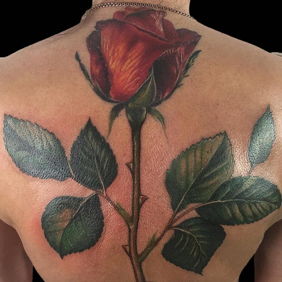 Flower, Rose, Nature