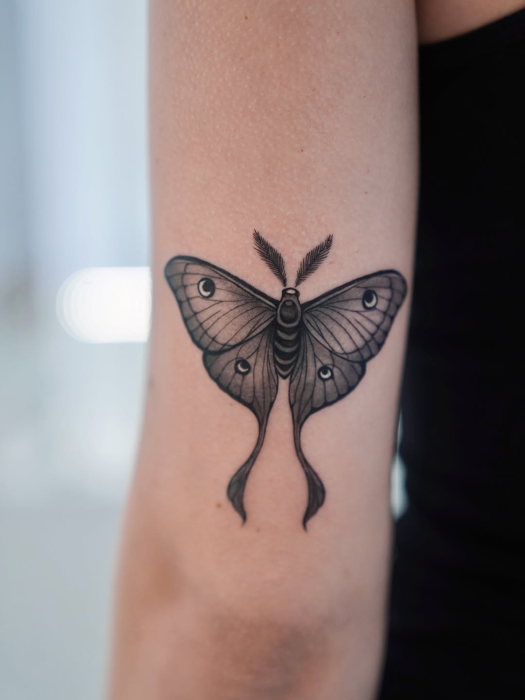 Animal, Nature, 나방, 나비, 매미, 이레즈미